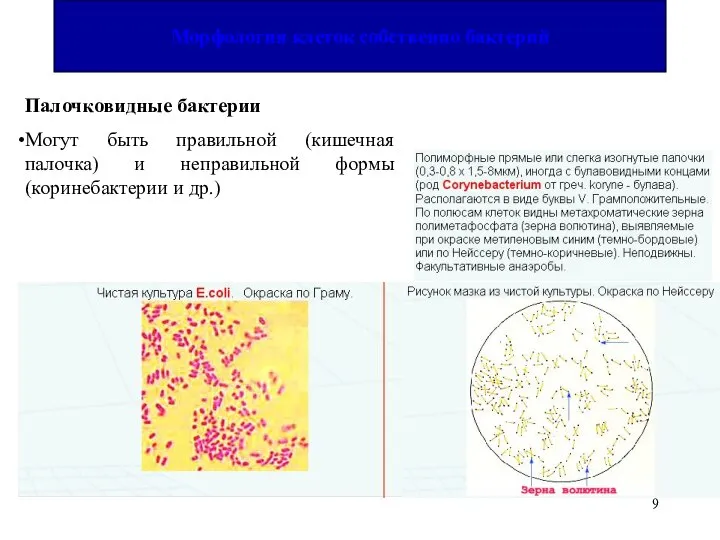 Палочковидные бактерии Могут быть правильной (кишечная палочка) и неправильной формы (коринебактерии и