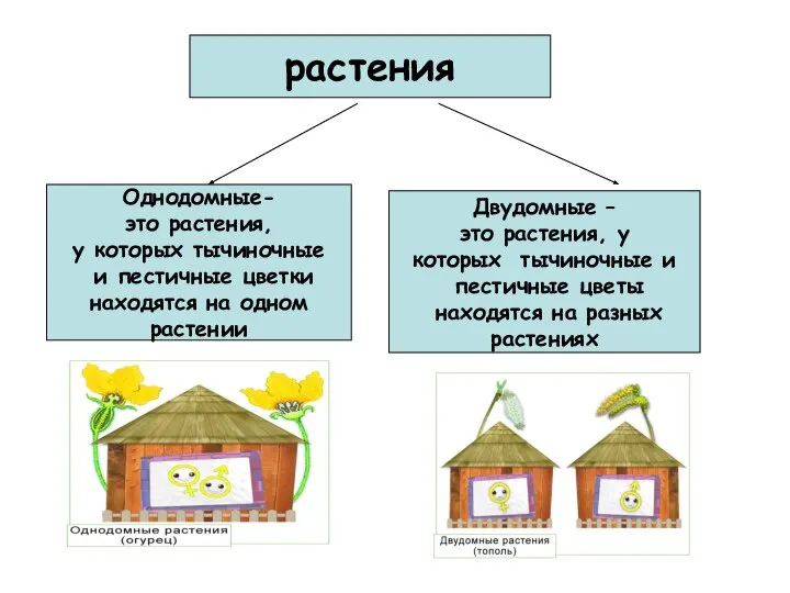 растения Однодомные- это растения, у которых тычиночные и пестичные цветки находятся на