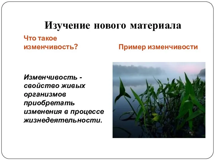 Изучение нового материала Что такое изменчивость? Пример изменчивости Изменчивость - свойство живых