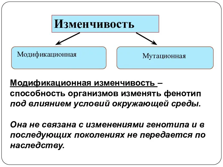 Изменчивость Модификационная Мутационная Модификационная изменчивость – способность организмов изменять фенотип под влиянием