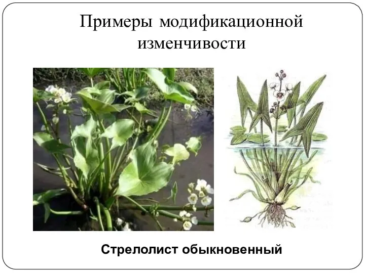 Примеры модификационной изменчивости Стрелолист обыкновенный