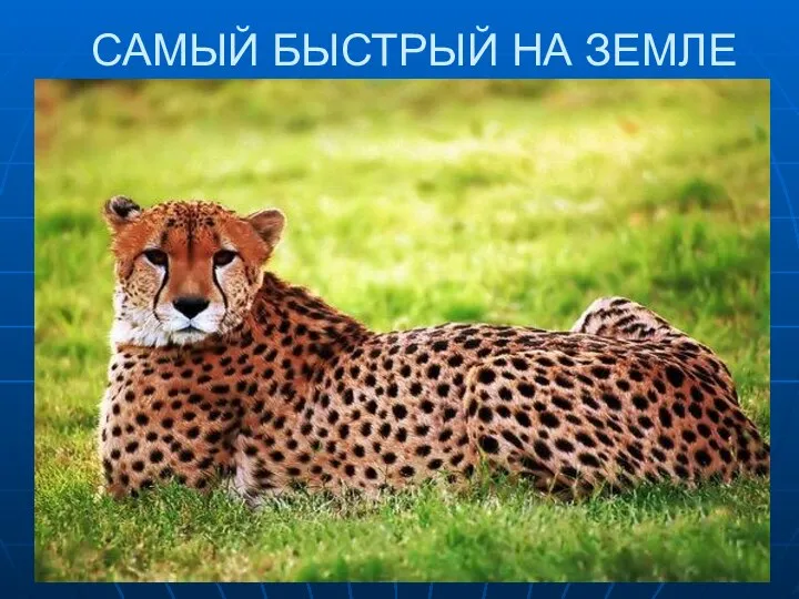 САМЫЙ БЫСТРЫЙ НА ЗЕМЛЕ