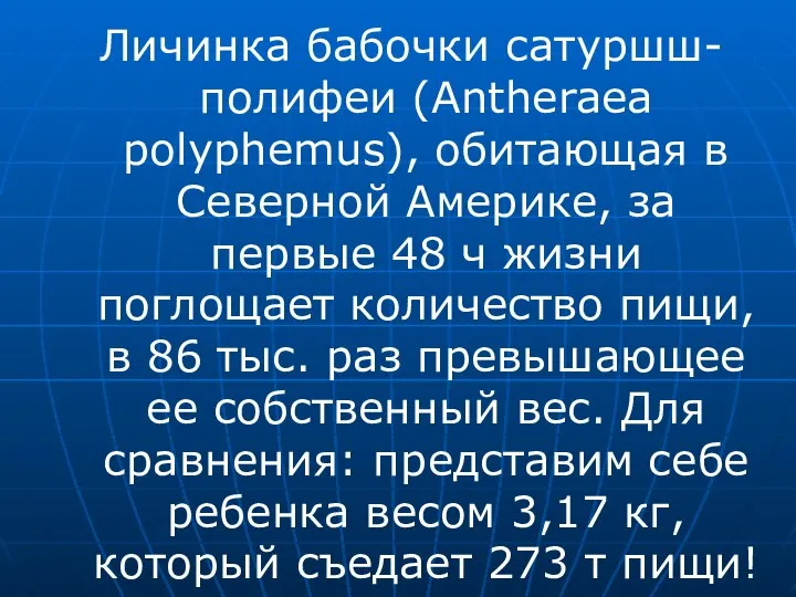 Личинка бабочки сатуршш-полифеи (Antheraea polyphemus), обитающая в Северной Америке, за первые 48