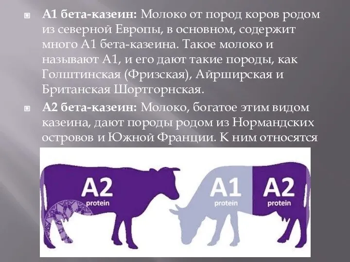 А1 бета-казеин: Молоко от пород коров родом из северной Европы, в основном,