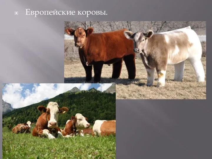 Европейские коровы.