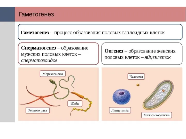Процесс образования сперматозоидов называется сперматогенезом, а образование яйцеклеток – овогенезом.