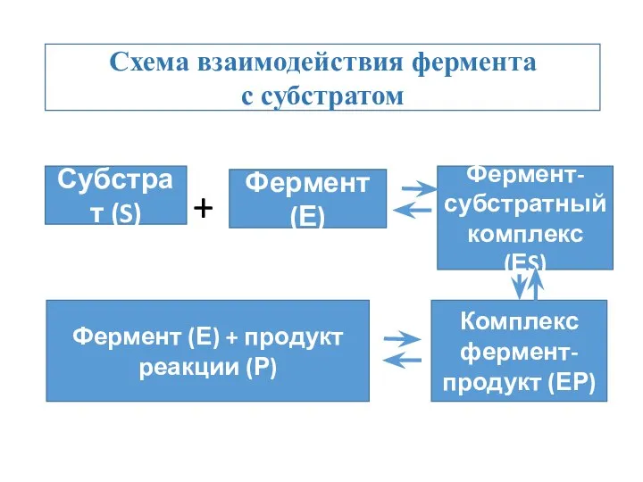 + Субстрат (S) Фермент (Е) Фермент-субстратный комплекс (ЕS) Комплекс фермент-продукт (ЕР) Фермент