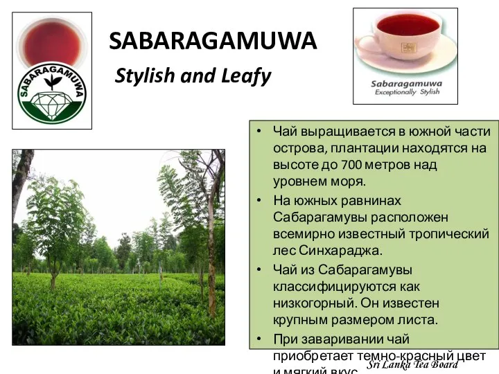SABARAGAMUWA Stylish and Leafy Чай выращивается в южной части острова, плантации находятся