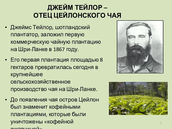 Джеймс Тейлор, шотландский плантатор, заложил первую коммерческую чайную плантацию на Шри-Ланке в