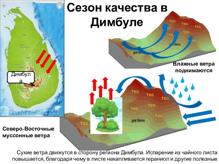 Влажные ветра поднимаются Сухие ветра движутся в сторону региона Димбула. Испарение из