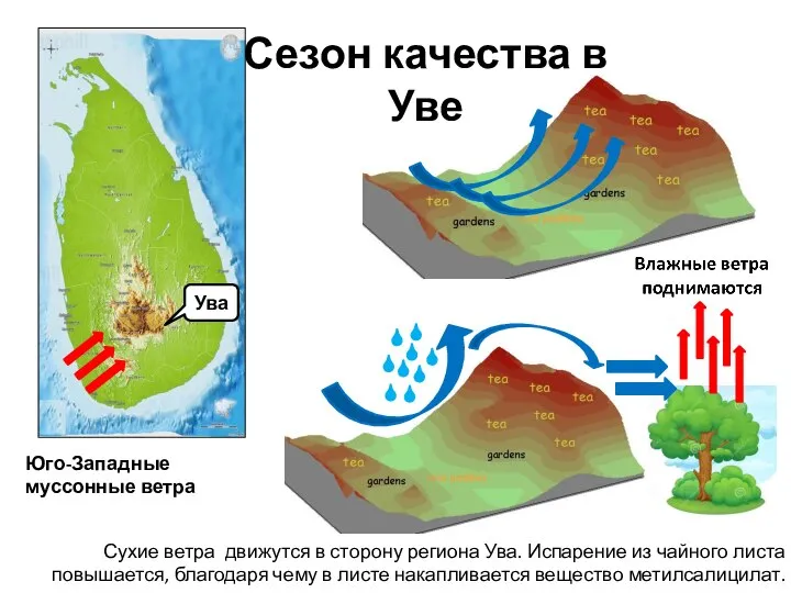 Юго-Западные муссонные ветра Ува Сезон качества в Уве Сухие ветра движутся в