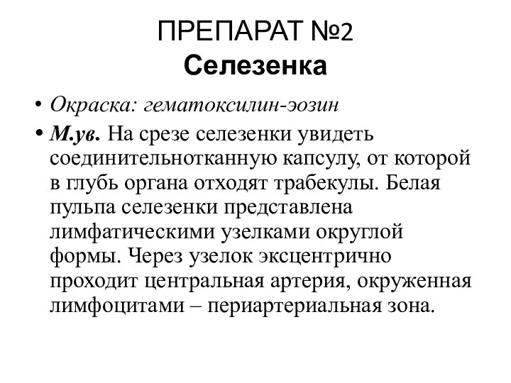 ПРЕПАРАТ №2 Селезенка Окраска: гематоксилин-эозин М.ув. На срезе селезенки увидеть соединительнотканную капсулу,