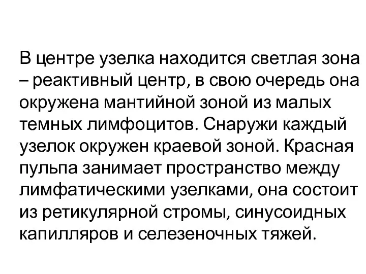 В центре узелка находится светлая зона – реактивный центр, в свою очередь