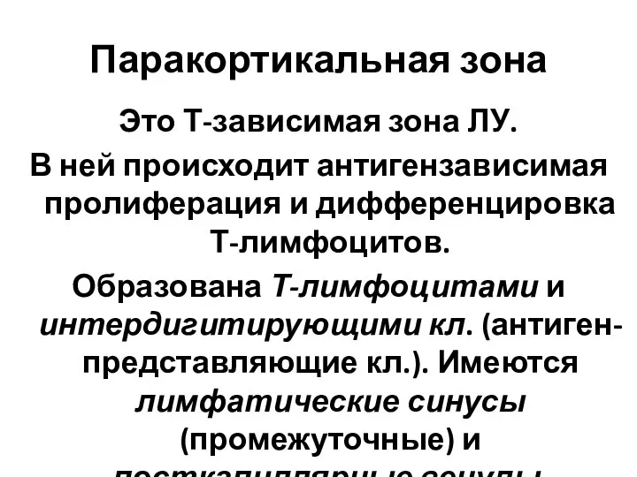 Паракортикальная зона Это Т-зависимая зона ЛУ. В ней происходит антигензависимая пролиферация и