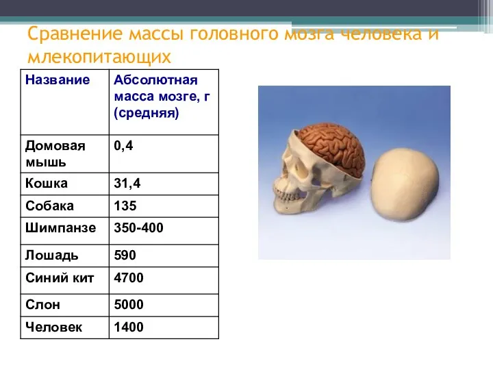 Сравнение массы головного мозга человека и млекопитающих