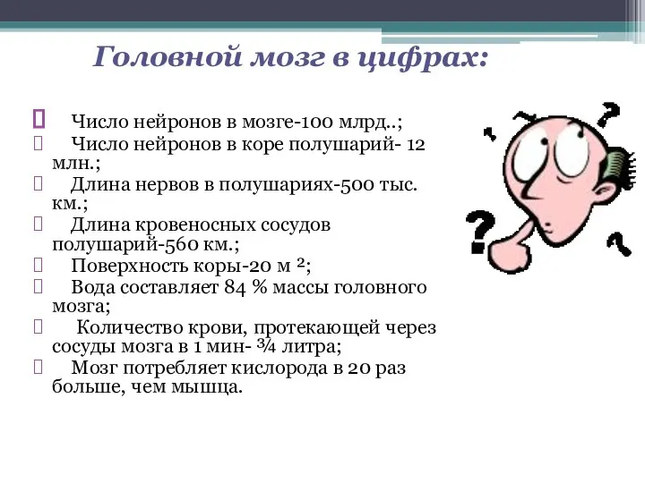 Головной мозг в цифрах: Число нейронов в мозге-100 млрд..; Число нейронов в