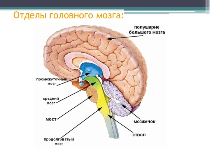 Отделы головного мозга: