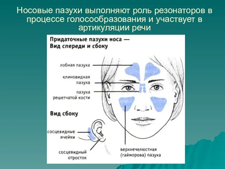 Носовые пазухи выполняют роль резонаторов в процессе голосообразования и участвует в артикуляции речи