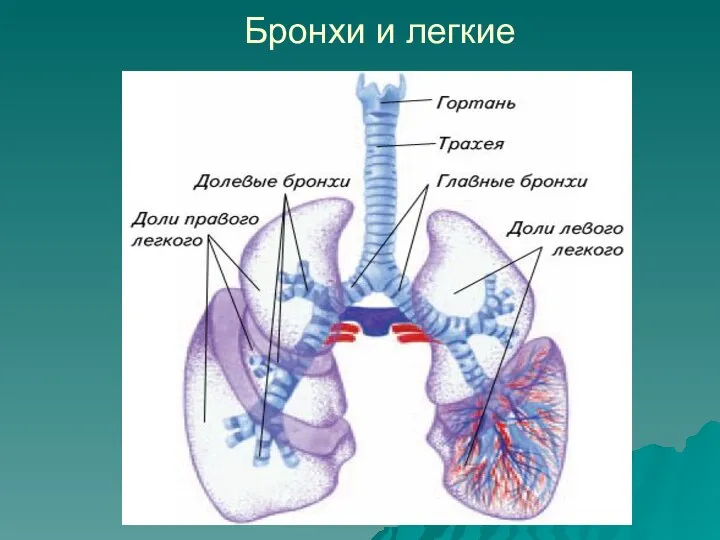 Бронхи и легкие