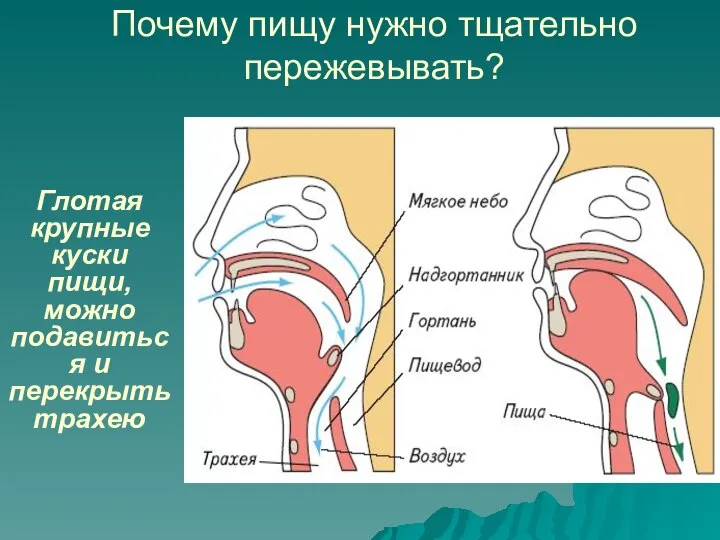 Почему пищу нужно тщательно пережевывать? Глотая крупные куски пищи, можно подавиться и перекрыть трахею