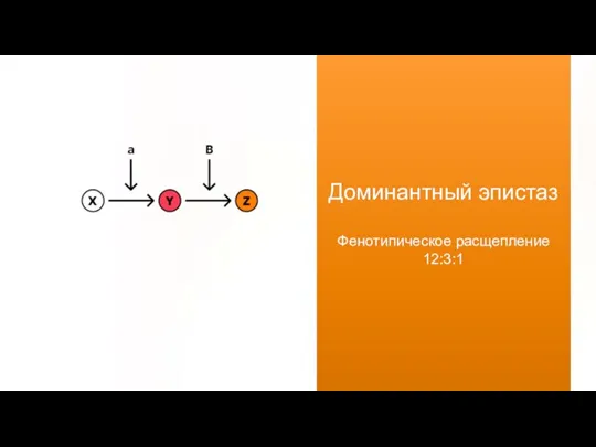 Доминантный эпистаз Фенотипическое расщепление 12:3:1