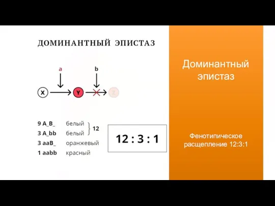 Доминантный эпистаз Фенотипическое расщепление 12:3:1