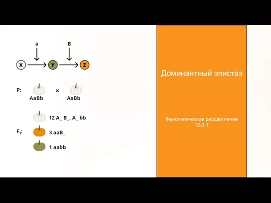 Доминантный эпистаз Фенотипическое расщепление 12:3:1