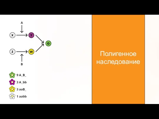 Полигенное наследование