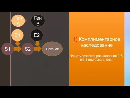 1) Комплиментарное наследование Фенотипическое расщепление 9:7, 9:3:4 или 9:3:3:1, 9:6:1 S1 S2