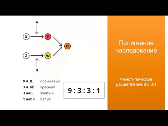 Полигенное наследование Фенотипическое расщепление 9:3:3:1