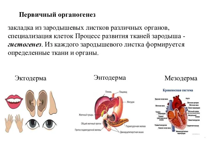 Первичный органогенез закладка из зародышевых листков различных органов, специализация клеток Процесс развития