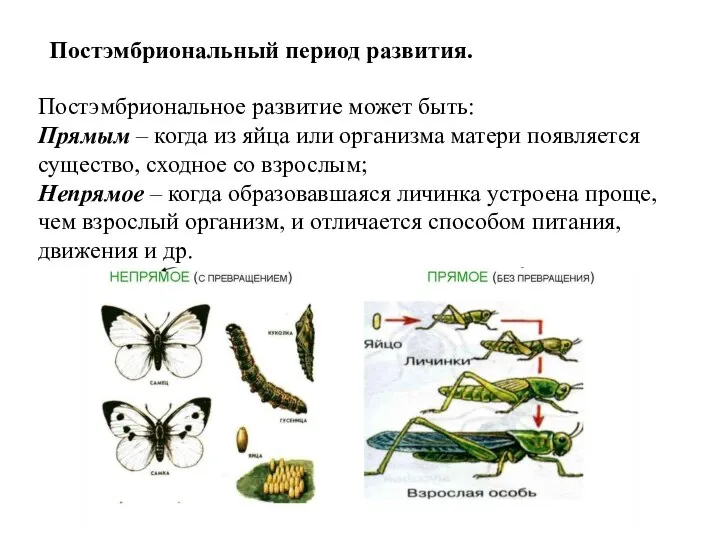 Постэмбриональный период развития. Постэмбриональное развитие может быть: Прямым – когда из яйца