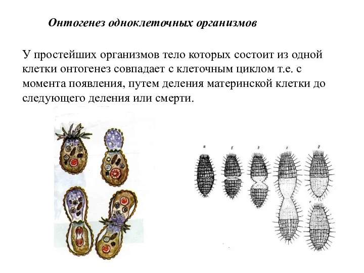 Онтогенез одноклеточных организмов У простейших организмов тело которых состоит из одной клетки