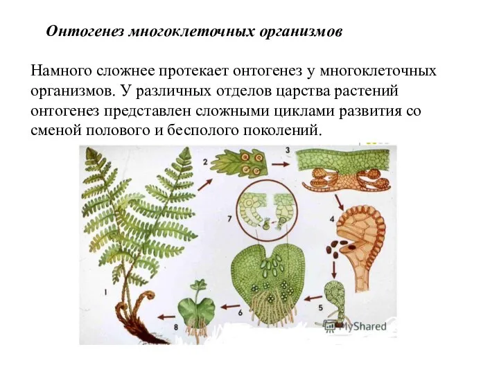 Онтогенез многоклеточных организмов Намного сложнее протекает онтогенез у многоклеточных организмов. У различных