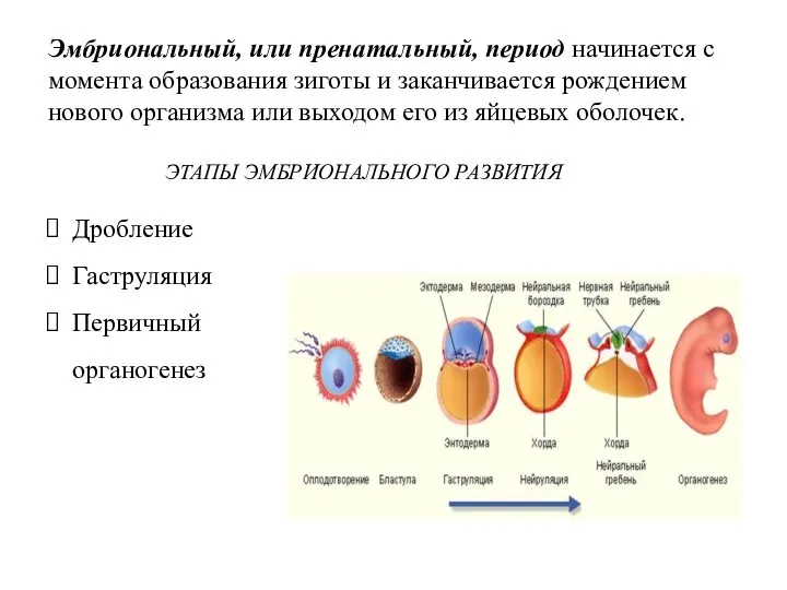 Эмбриональный, или пренатальный, период начинается с момента образования зиготы и заканчивается рождением