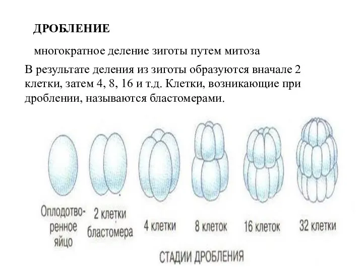 ДРОБЛЕНИЕ многократное деление зиготы путем митоза В результате деления из зиготы образуются