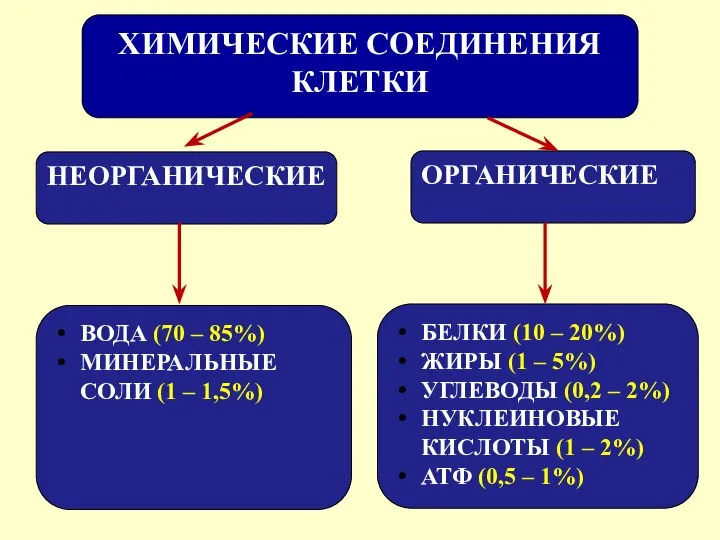 ХИМИЧЕСКИЕ СОЕДИНЕНИЯ КЛЕТКИ БЕЛКИ (10 – 20%) ЖИРЫ (1 – 5%) УГЛЕВОДЫ