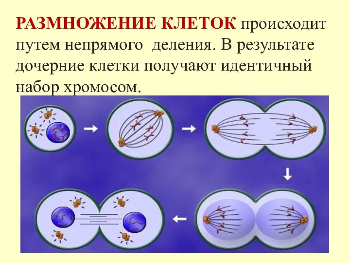 РАЗМНОЖЕНИЕ КЛЕТОК происходит путем непрямого деления. В результате дочерние клетки получают идентичный набор хромосом.