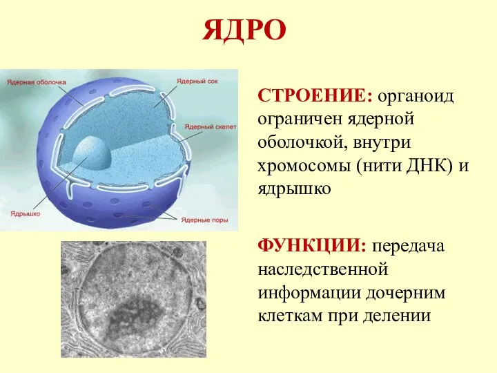 ЯДРО СТРОЕНИЕ: органоид ограничен ядерной оболочкой, внутри хромосомы (нити ДНК) и ядрышко