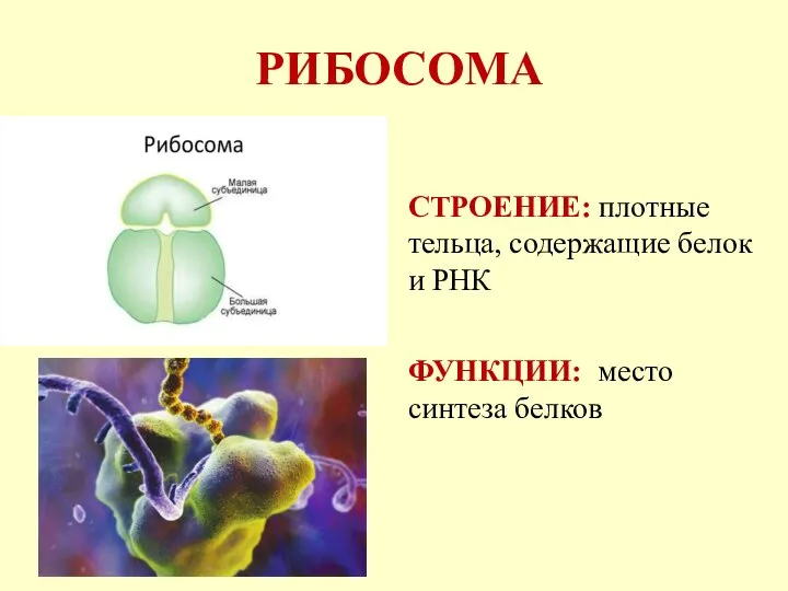 РИБОСОМА СТРОЕНИЕ: плотные тельца, содержащие белок и РНК ФУНКЦИИ: место синтеза белков