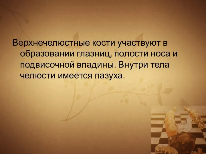 Верхнечелюстные кости участвуют в образовании глазниц, полости носа и подвисочной впадины. Внутри тела челюсти имеется пазуха.