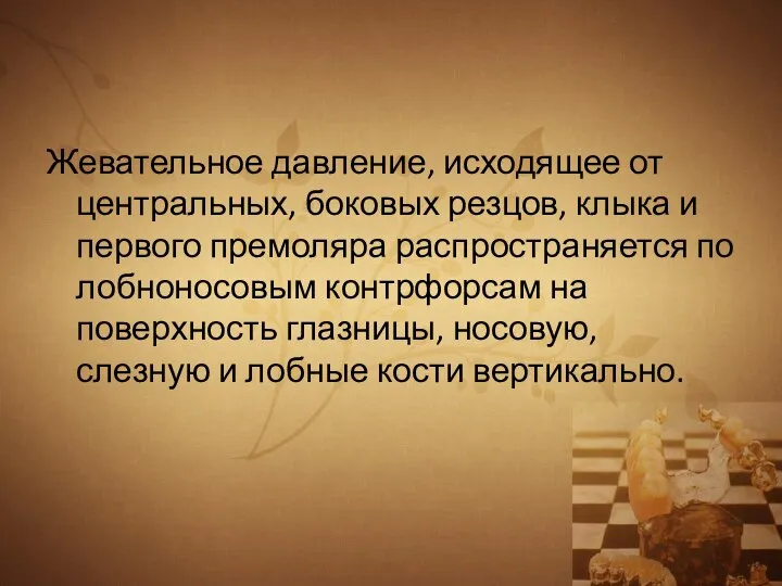 Жевательное давление, исходящее от центральных, боковых резцов, клыка и первого премоляра распространяется