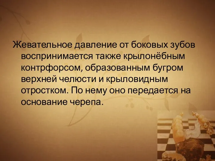 Жевательное давление от боковых зубов воспринимается также крылонёбным контрфорсом, образованным бугром верхней