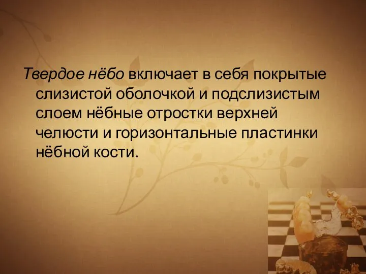 Твердое нёбо включает в себя покрытые слизистой оболочкой и подслизистым слоем нёбные