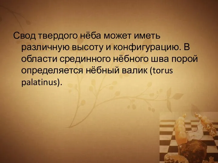 Свод твердого нёба может иметь различную высоту и конфигурацию. В области срединного