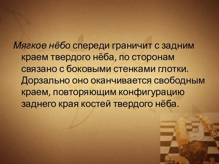 Мягкое нёбо спереди граничит с задним краем твердого нёба, по сторонам связано