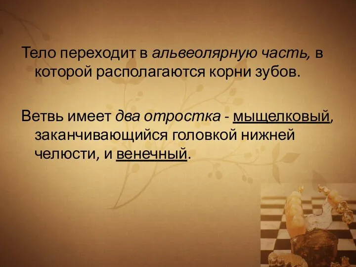 Тело переходит в альвеолярную часть, в которой располагаются корни зубов. Ветвь имеет