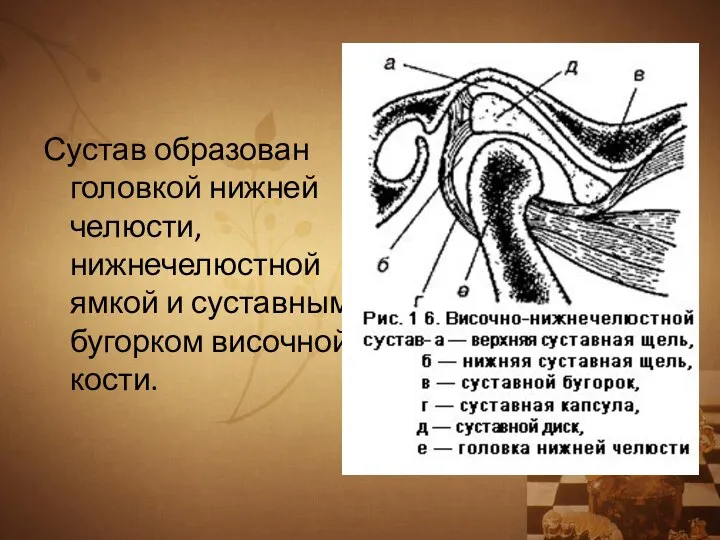 Сустав образован головкой нижней челюсти, нижнечелюстной ямкой и суставным бугорком височной кости.