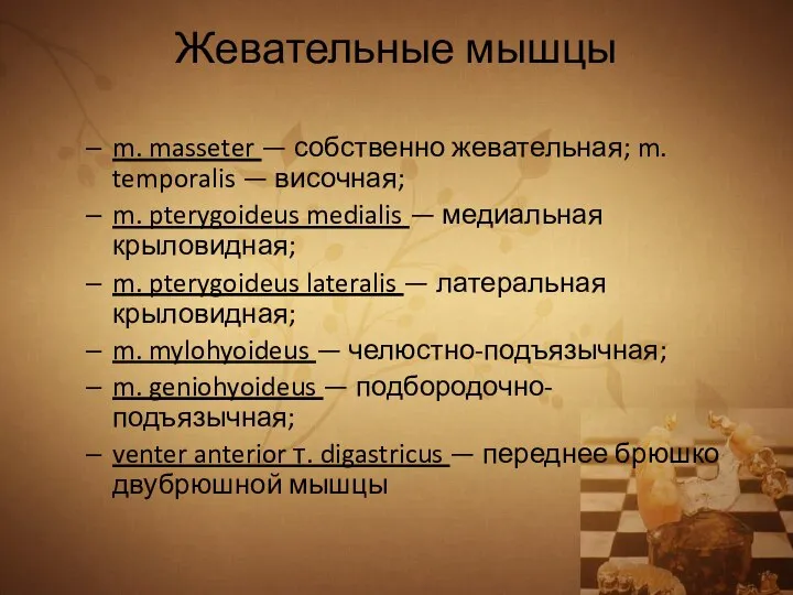 Жевательные мышцы m. masseter — собственно жевательная; m. temporalis — височная; m.