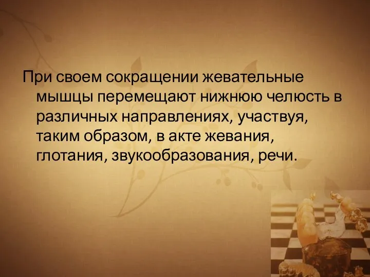 При своем сокращении жевательные мышцы перемещают нижнюю челюсть в различных направлениях, участвуя,